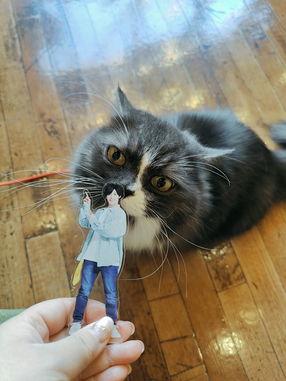 A fluffy gray cat with large eyes is sniffing a transparent cutout figure held in a person's hand, set against a wooden floor.